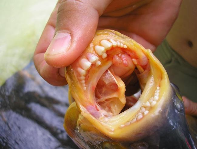 FOTO/ Vei fi terifiat de acest pește! Are dinți identici cu cei de om și face parte din familia Piranha