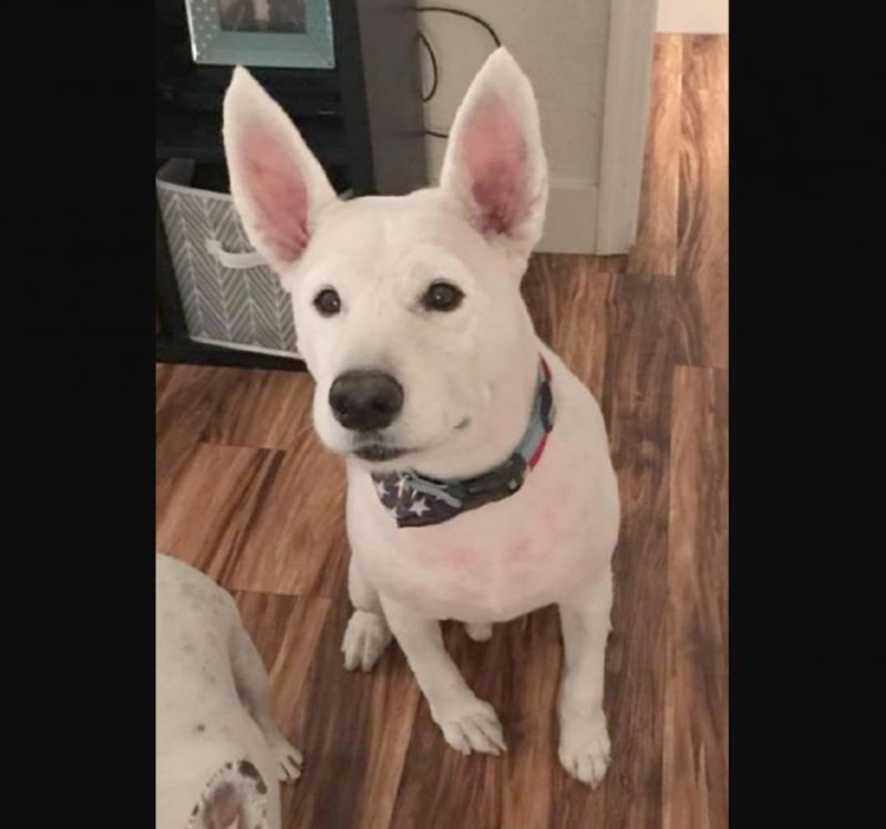 O femeie și-a dus câinele la veterinar, dar a trăit un adevărat șoc! Descoperirea a lăsat-o mută