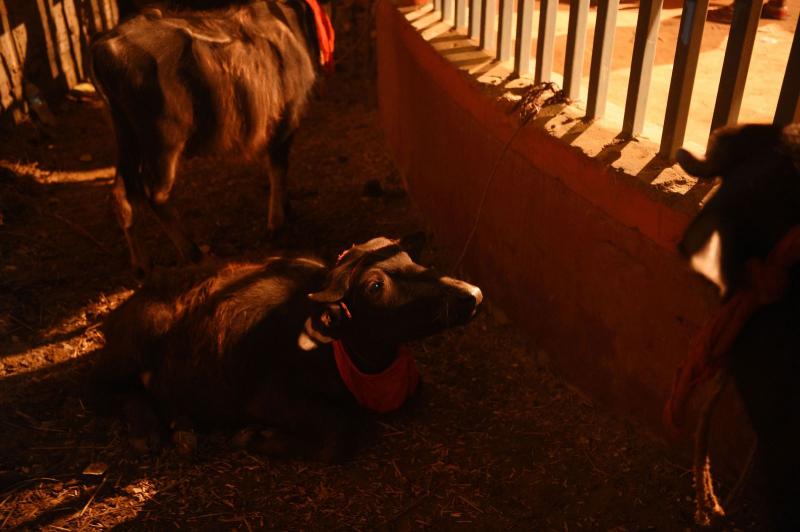 FOTO/ Cea mai mare sacrificare în masă a animalelor de pe planetă! Un ritual nemilos care încalcă legile statului și îi face pe activiști neputincioși