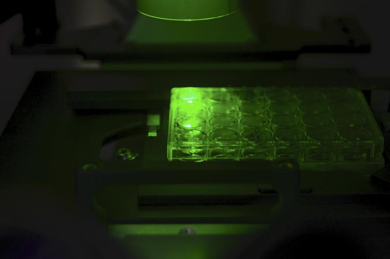 Oamenii de știință susțin că au găsit un tratament pentru pesta porcină! „Cred că va fi posibil să comercializăm vaccinul”