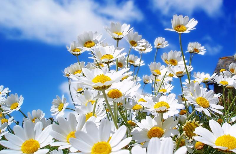 Cele mai frumoase imagini cu flori de primăvară. Poze care îți dau energie