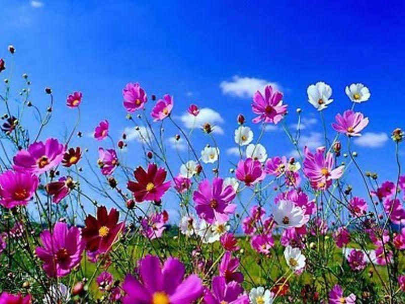 Cele mai frumoase imagini cu flori de primăvară. Poze care îți dau energie