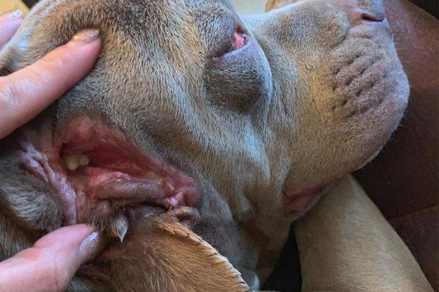 Câine cu două guri! Stăpânul nu a văzut din prima detaliul! Cum arată animalul