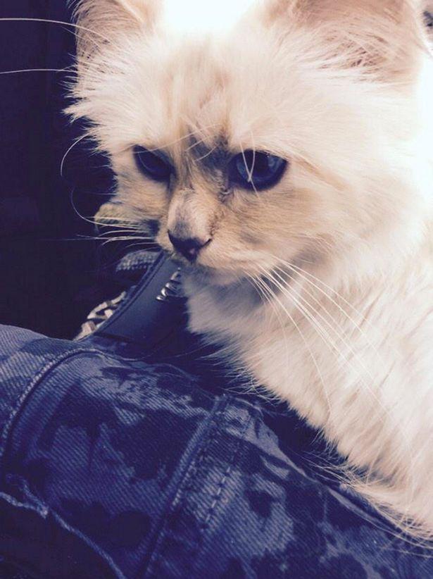 Cum s-a îndrăgostit Karl Lagerfeld de pisica sa, dorind-o de soție: ”Am răpit-o! Nu credeam să iubesc așa!”