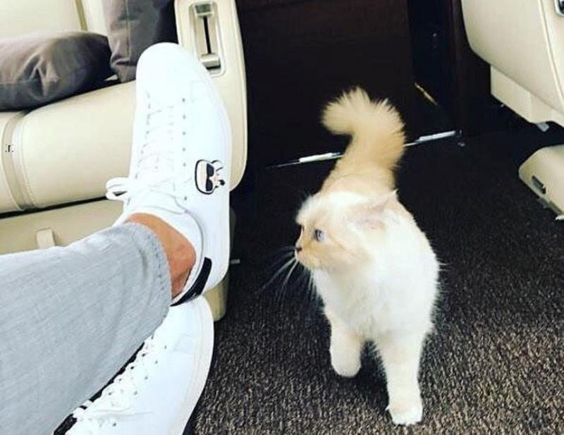 Choupette, pisica lui Karl Lagerfeld, vedetă pe Wikipedia, Instagram și Twitter. Avea deja o avere înainte de moartea designerului