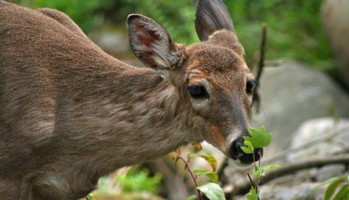 Sindromul „zombie” face prăpăd printre animale! Boala poate ajunge și la oameni