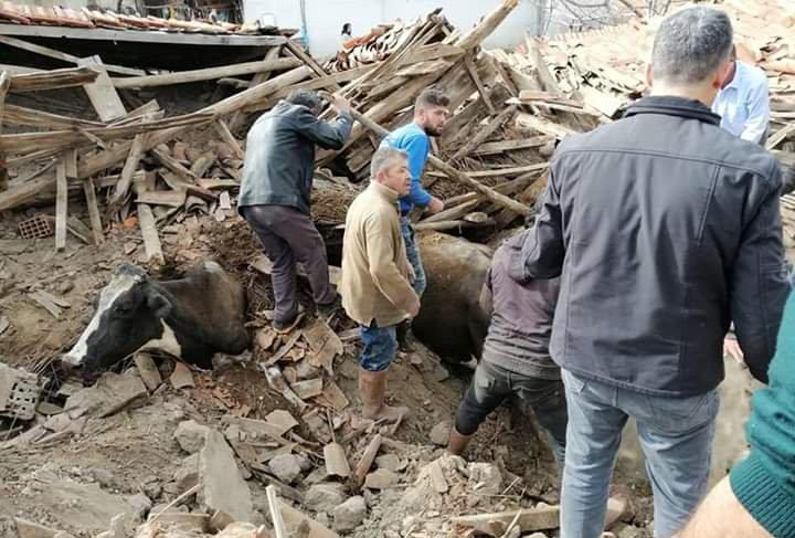 Dezastru în Turcia, după cutremurul de 5,6 grade pe scara Richter! Zeci de clădiri s-au prăbușit, iar numeroase animale au fost prinse sub dărâmături! - FOTO 