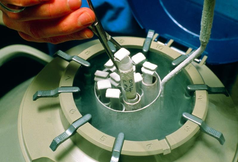 E dovedit științific: Competiția face cei mai mulți copii! Cum au dovedit cercetătorii că cei mai rapizi spermatozoizi sunt și cei mai eficienți