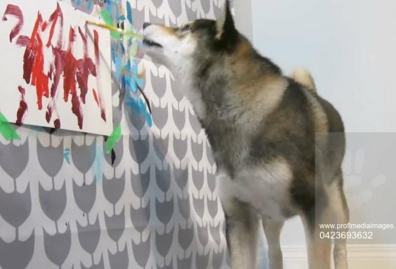 El este Hunter, câinele invidiat de pictorii din întreaga lume! Nimănui nu i-a venit să creadă când a văzut ce capodopere poate să picteze doar cu gura