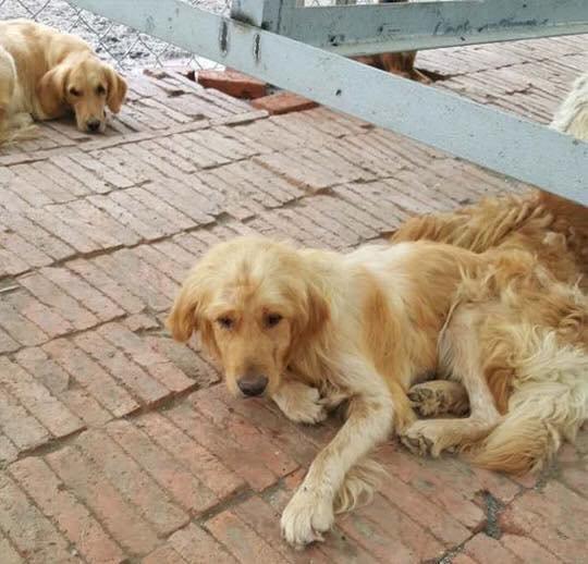 Trei câini înfometați și lăsați să moară: "Aveau răni, paraziți, iar unul era desfigurat" Salvarea a venit de la o tânără