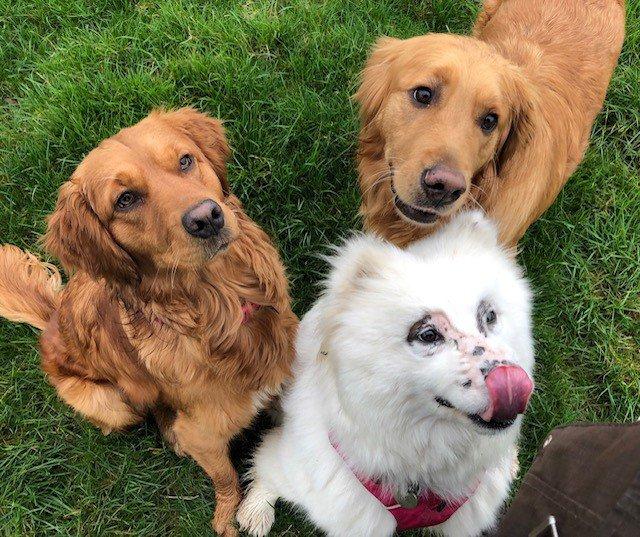 Trei câini înfometați și lăsați să moară: "Aveau răni, paraziți, iar unul era desfigurat" Salvarea a venit de la o tânără