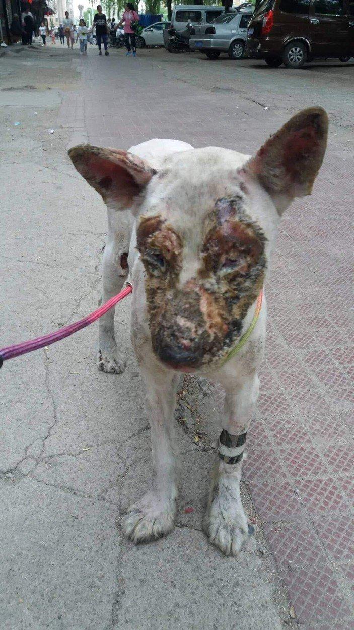 Trei câini înfometați și lăsați să moară: "Aveau răni, paraziți, iar unul era desfigurat" Salvarea a venit de la o tânără