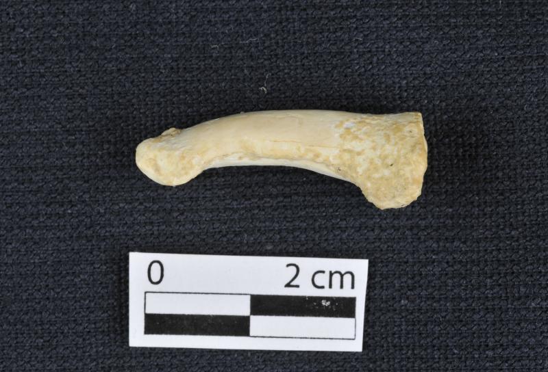 A fost descoperită o nouă specie de oameni! Semănau cu hobbiții din „Stăpânul Inelelor”. Ce înălțime aveau și ce știau să facă cel mai bine – Foto