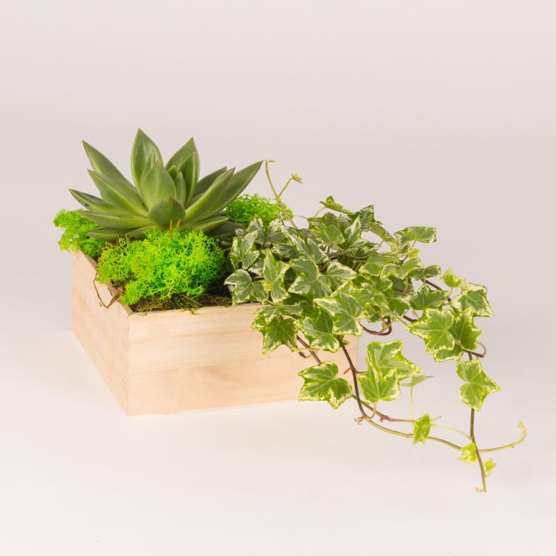 Cele mai sănătoase plante de apartament. Absorb toxinele și energia negativă