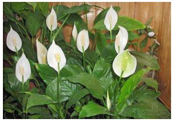 Cele mai sănătoase plante de apartament. Absorb toxinele și energia negativă