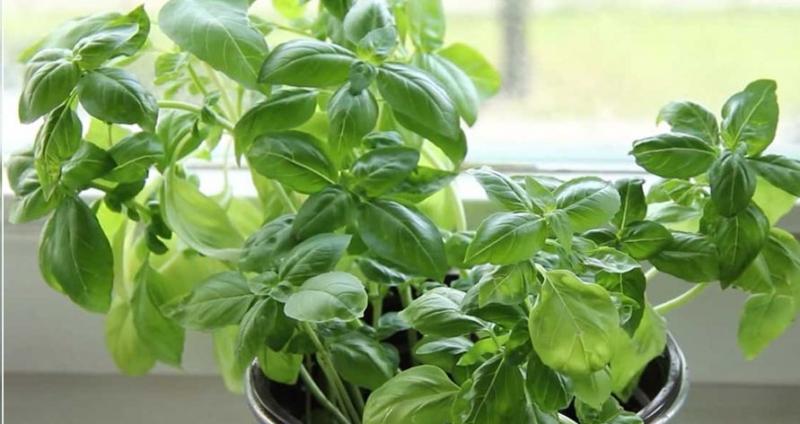 Cele mai sănătoase plante de apartament. Absorb toxinele și energia negativă