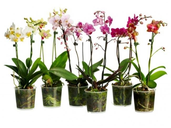 Cum să îngrijești orhideea în casă. Trucuri pentru a avea flori în tot timpul anului