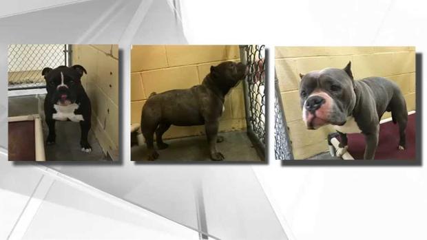 Momente de groază! O mamă își protejează copilașul de 3 ani cu propria viață, după ce aceștia sunt atacați de 3 pitbuli nemâncați