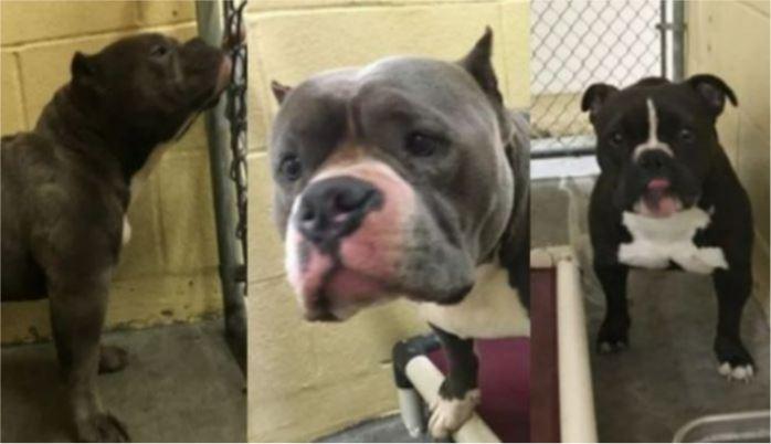 Momente de groază! O mamă își protejează copilașul de 3 ani cu propria viață, după ce aceștia sunt atacați de 3 pitbuli nemâncați