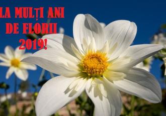 Mesaje De Florii Cele Mai Frumoase Urări Sms Uri Felicitări De