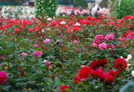 Flori de grădină: Ce flori îți înveselesc grădina în aprilie