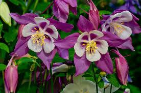 Flori de grădină: Ce flori îți înveselesc grădina în aprilie