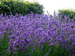 Flori de grădină: Ce flori îți înveselesc grădina în aprilie