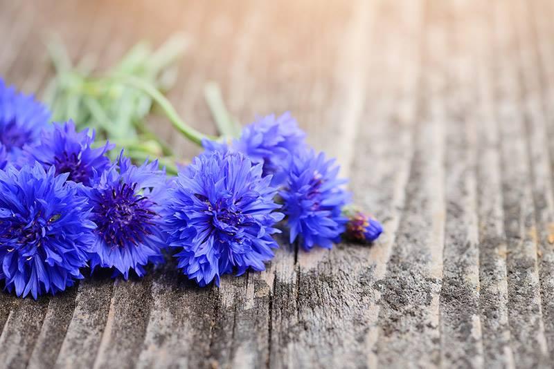 Horoscop floral. Cele mai potrivite flori pe care le poţi oferi de Florii