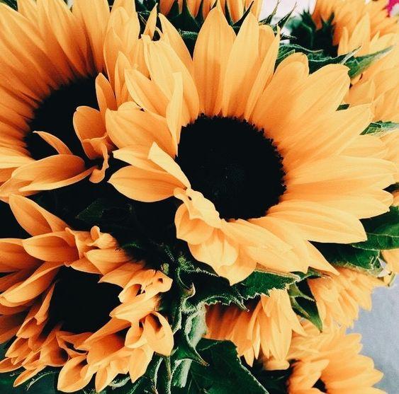 Horoscop floral. Cele mai potrivite flori pe care le poţi oferi de Florii