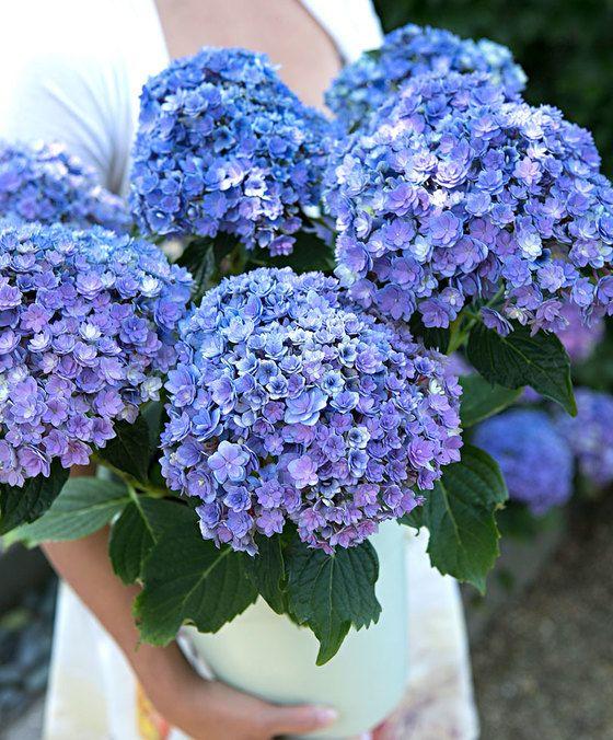 Horoscop floral. Cele mai potrivite flori pe care le poţi oferi de Florii