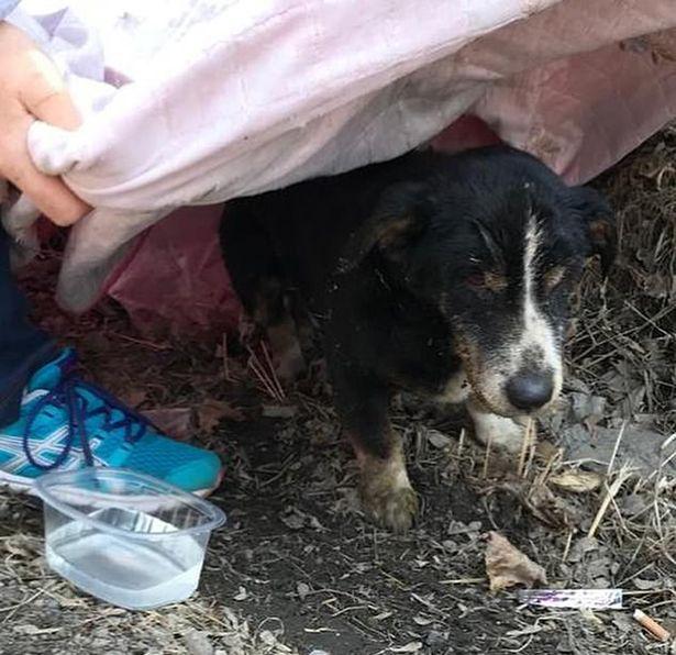 Câinele s-a întors dintre morți! Familia a trăit un adevărat șoc când a văzut minunea (FOTO)