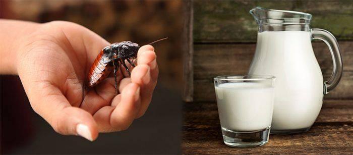 Beneficiile laptelui de gândac: când și de ce ar trebui să-l bei