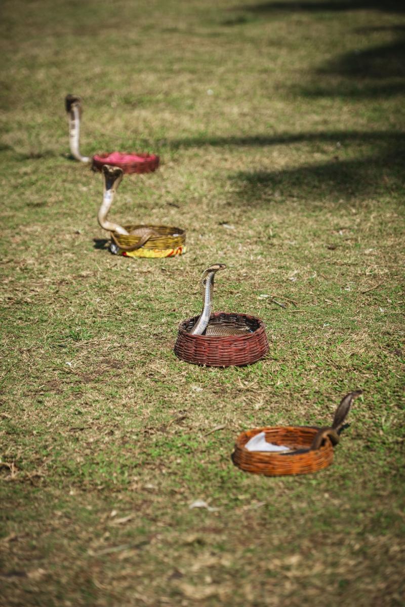 Chirpicii din bălegar de vacă au fost "parfum". Proba Asia Express cu cobre s-a lăsat cu atacuri de panică și calmante