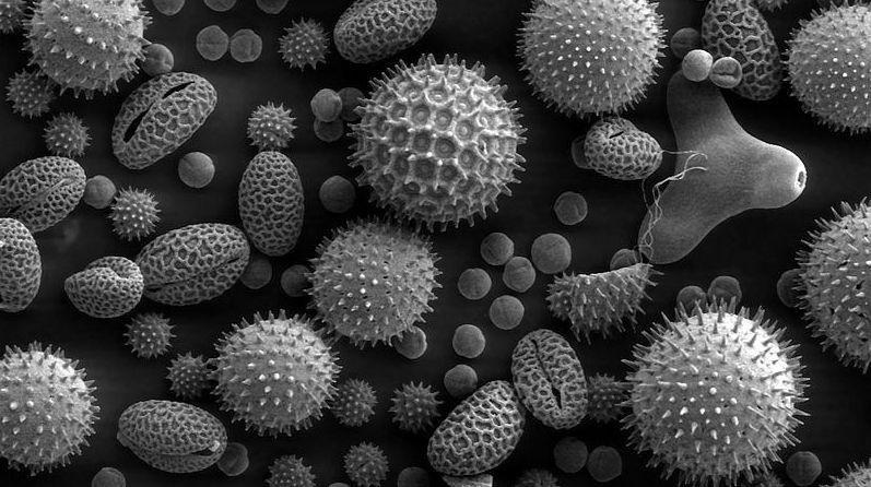 Alertă de polen în București. Cum recunoști alergia la polen: simptome și tratament