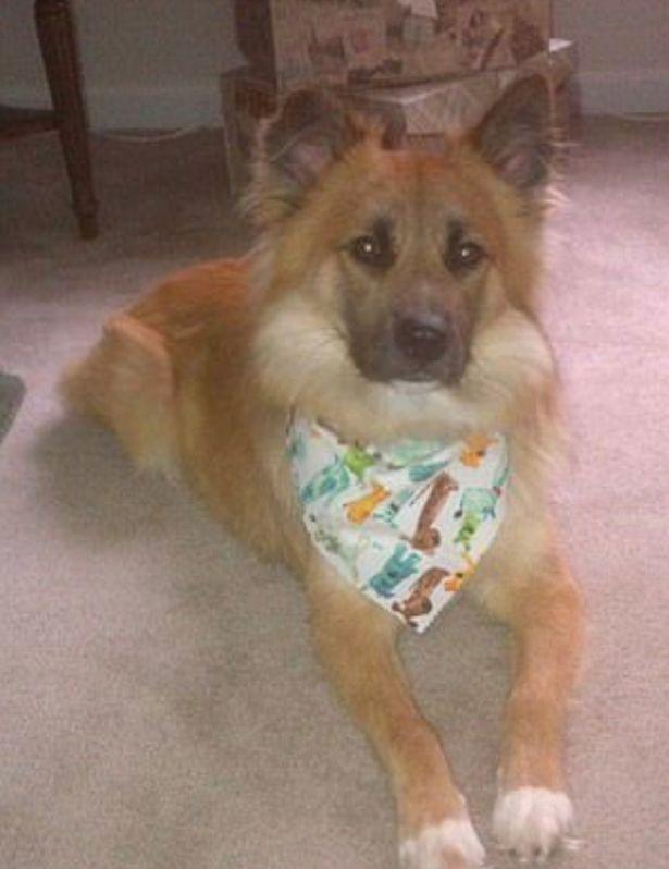 Ultimul adio. Un câine a refuzat să plece de lângă sicriul stăpânului său: „Și-a așezat capul pe pieptul lui și acolo a rămas”