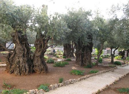 Rugăciunea din Grădina Ghetsimani. Cum s-a rugat Iisus după Cina cea de Taină