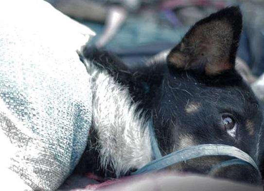 Câtă cruzime! Au legat câini în saci, i-au bătut cu bețe și i-au măcelărit pentru restaurante indoneziene. Atenție, imagini greu de suportat