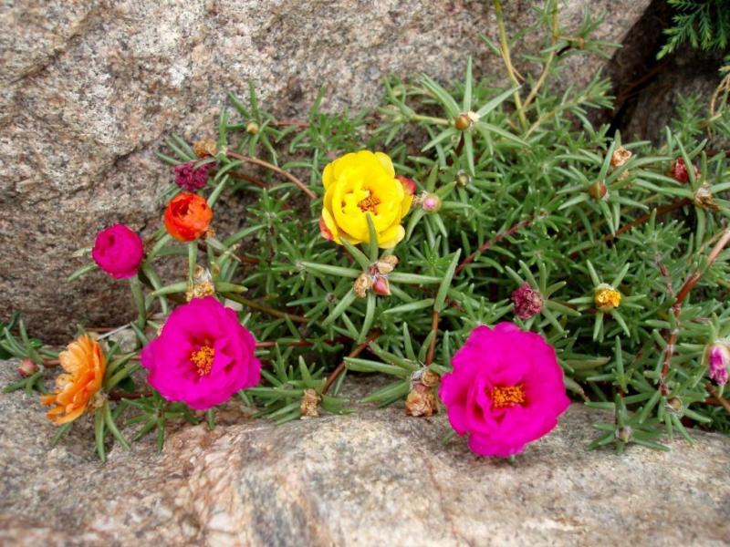 Flori de grădină: Ce plante înfloresc în luna mai