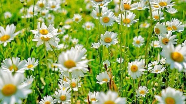 Flori de grădină: Ce plante înfloresc în luna mai