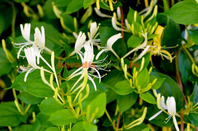 Flori de grădină: Ce plante înfloresc în luna mai