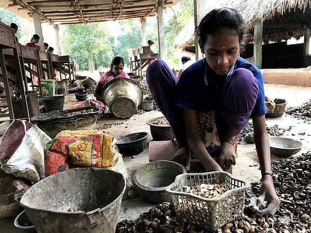 Cum arată mâinile unui curățător de caju! Arsurile sunt cumplite! Tu ai curăța un kilogram pentru un leu?