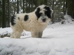 Cele mai frumoase rase de câini românești, recunoscute în lumea întreagă |FOTO