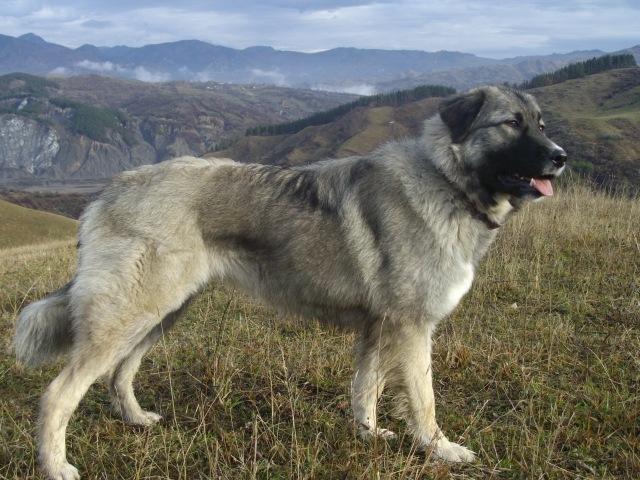 Cele mai frumoase rase de câini românești, recunoscute în lumea întreagă |FOTO