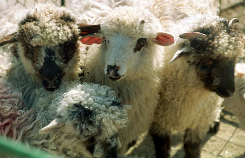 Paște 2020. Cum alegi carnea de miel pentru masa de Paști