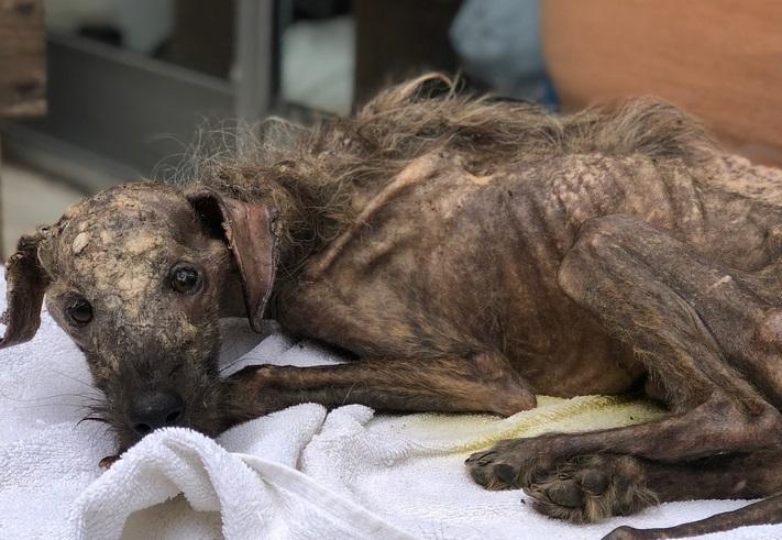 O femeie a găsit un câine în stare gravă pe drum și l-a luat acasă! În scurt timp a trăit o surpriză de zile mari!