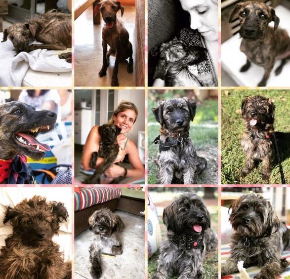 O femeie a găsit un câine în stare gravă pe drum și l-a luat acasă! În scurt timp a trăit o surpriză de zile mari!