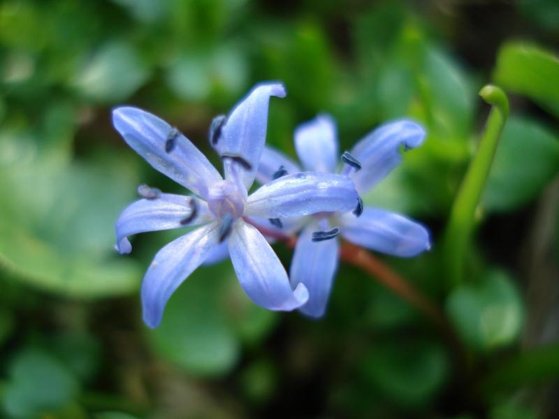 Ce nume se sărbătoresc de Florii și ce semnificație au. Cui spui La mulți ani