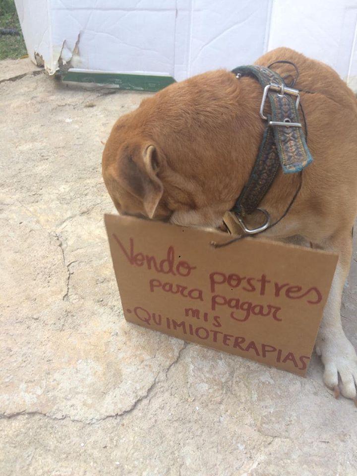 Rămâi fără cuvinte! Un câine bolav de cancer "vinde" prăjituri pentru a-și putea plăti ședințele de chimioterapie