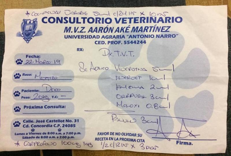 Rămâi fără cuvinte! Un câine bolav de cancer "vinde" prăjituri pentru a-și putea plăti ședințele de chimioterapie