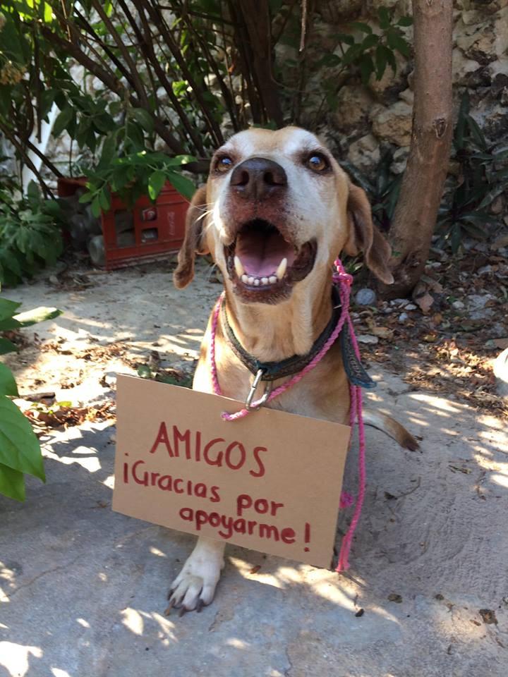 Rămâi fără cuvinte! Un câine bolav de cancer "vinde" prăjituri pentru a-și putea plăti ședințele de chimioterapie